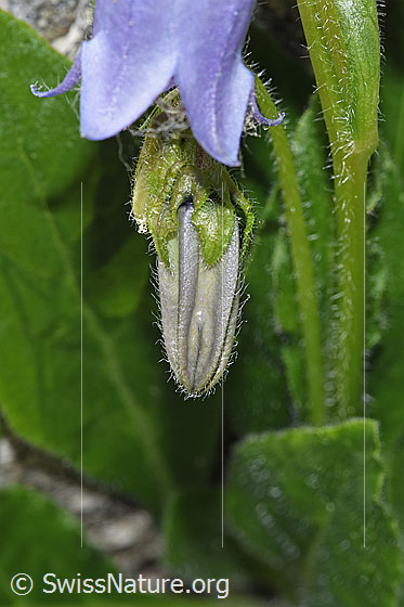 Photo: Campanula barbata. Flower bud.