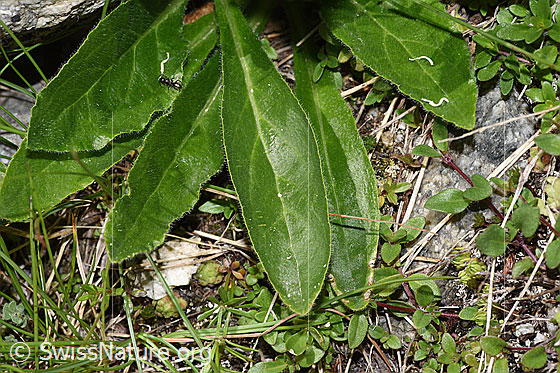 Photo: Campanula barbata. Leaves. Leaf top.