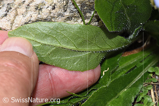 Photo: Campanula barbata. Leaf underside.