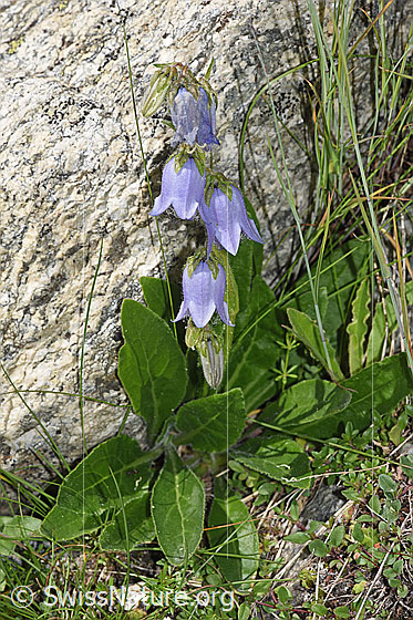 Photo: Campanula barbata. Whole plant (habiti).