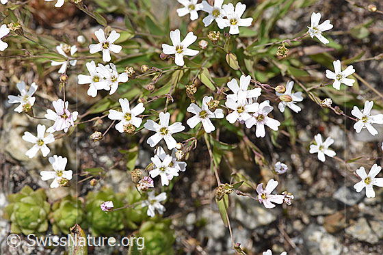 Photo: Silene rupestris. Whole plant (habiti).