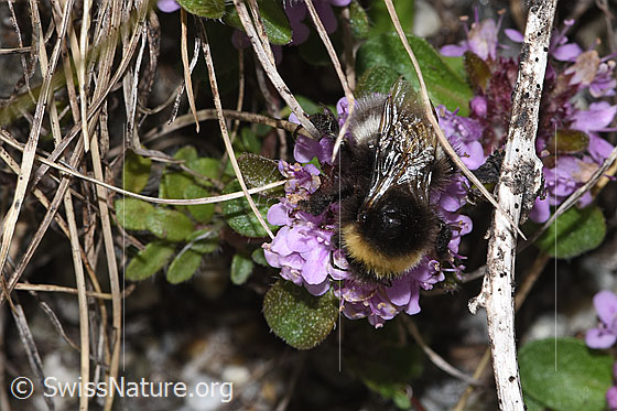 Foto: Wahrscheinlich Heide-Erdhummel (Bombus cryptarum) auf Vielhaarigem Thymian (Thymus praecox ssp. polytrichus). Ansicht von oben.