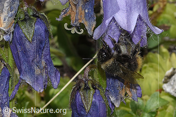 Foto: Wahrscheinlich Distelhummel (Bombus soroeensis) an Bärtiger Glockenblume (Campanula barbata). Länge 10 - 14mm. Ansicht von seitlich vorne.