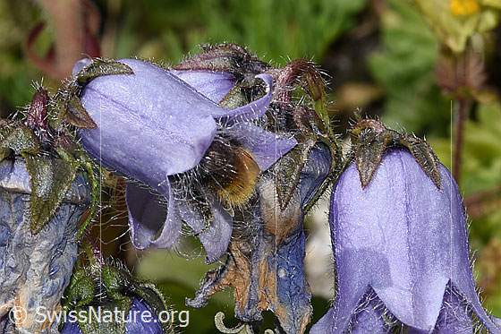 Foto: Wahrscheinlich Distelhummel (Bombus soroeensis) an Bärtiger Glockenblume (Campanula barbata). Länge 10 - 14mm. Die Hummel ist in die Blüte geschlüpft. Ansicht von der Seite.
