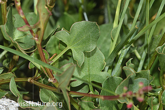 Photo: Rumex scutatus. Leaves and stem.