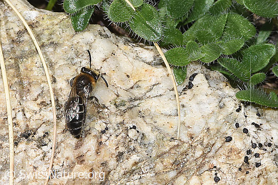 Foto: Alpen-Seidenbiene (Colletes impunctatus). Länge 9 - 11mm. Ansicht von oben.