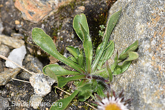 Foto: Einköpfiges Berufkraut (Erigeron uniflorus). Blätter und Stängel.