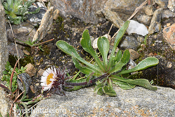 Foto: Einköpfiges Berufkraut (Erigeron uniflorus). Ganze Pflanze (Habitus).
