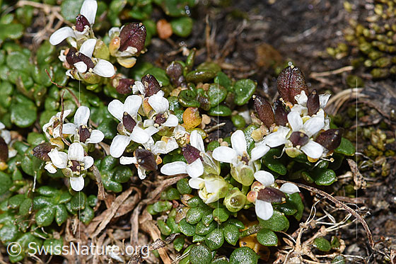 Photo: Pritzelago alpina ssp. brevicaulis. Blossoms and seed.