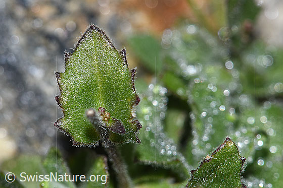 Photo: Arabis alpina. Leaf top.