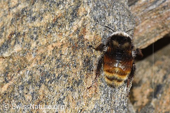 Foto: Berglandhummel (Bombus monticola). Länge 16mm. Ansicht von hinten oben.