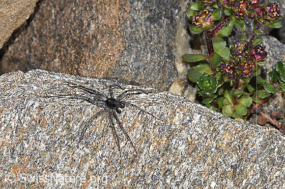 Photo: Probably Pardosa saturatior. Male. View from diagonally above.
