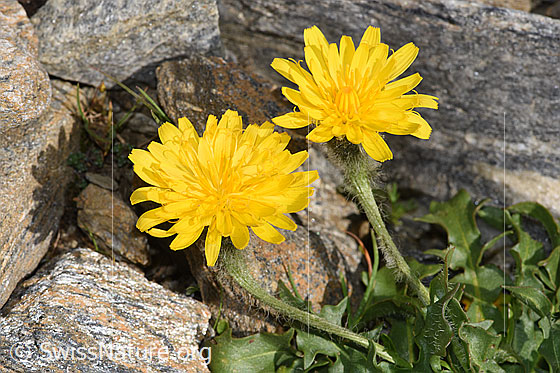 Foto: Berg-Milchkraut (Leontodon montanus). Blüten.