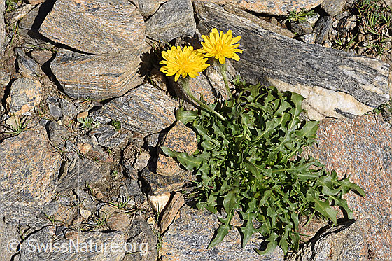 Foto: Berg-Milchkraut (Leontodon montanus). Ganze Pflanze (Habitus). Höhe: 5cm.