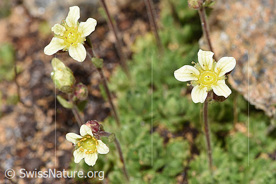 Photo: Saxifraga exarata. Blossoms.