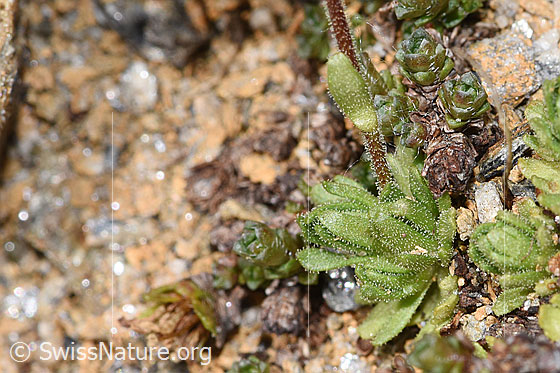 Photo: Saxifraga exarata. Leaf rosettes and stems. View from the side.