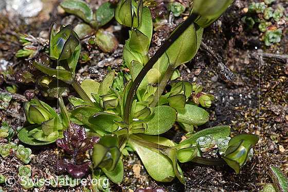 Foto: Zarter Enzian (Gentiana tenella). Blätter und Stängel.