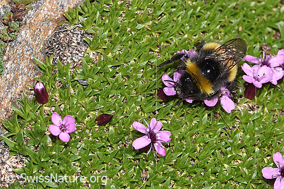 Photo: Bombus cryptarum on Silene acaulis. Length 9 - 20mm. View from above.