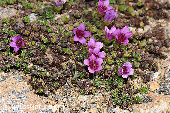 Photo: Saxifraga oppositifolia. Blossoms and leaves.