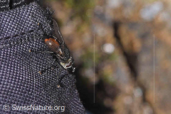 Foto: Wahrscheinlich Peleteria prompta (Raupenfliege). Ansicht von der Seite.
