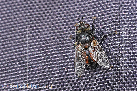 Foto: Wahrscheinlich Peleteria prompta (Raupenfliege). Ansicht von oben.