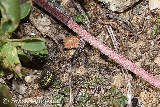 Photo: Anthyllis vulneraria ssp. alpestris. Stem.
