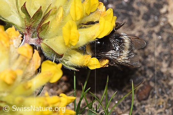 Photo: Bombus cryptarum on Anthyllis vulneraria ssp. alpestris. Length 9 - 20mm. View from above.
