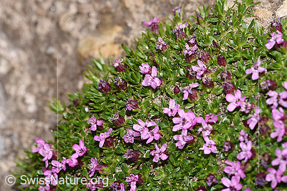 Foto: Kalk-Polsternelke (Silene acaulis). Blüten und Blätter.