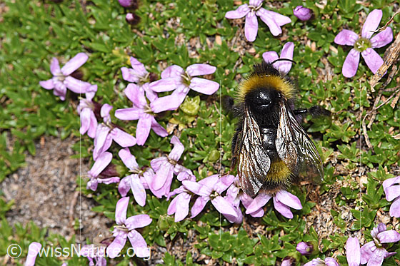 Foto: Wahrscheinlich Distelhummel (Bombus soroeensis) an Kalk-Polsternelke (Silene acaulis). Länge 10 - 17mm. Ansicht von oben.