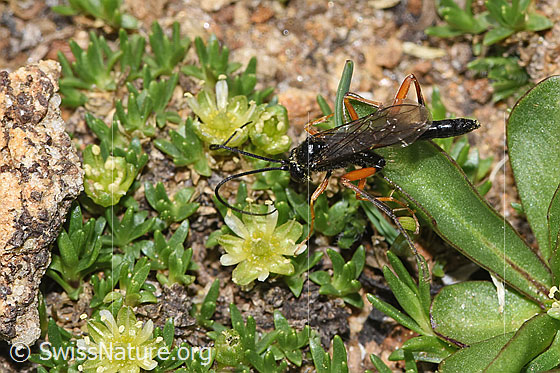 Foto: Wahrscheinlich Schwarze Schlupfwespe (Pimpla rufipes) an Zwerg-Miere (Minuartia sedoides). Länge 11mm. Männchen. Ansicht von oben.