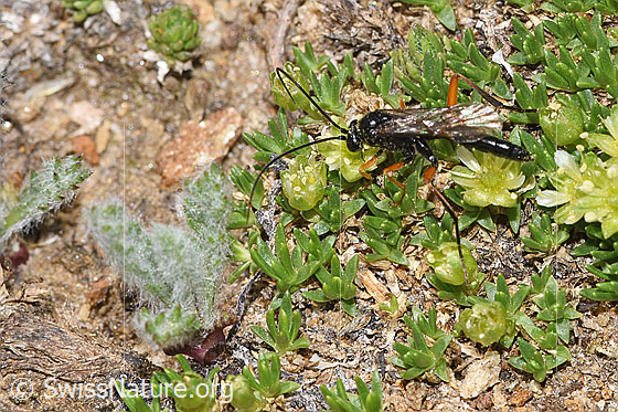 Foto: Wahrscheinlich Schwarze Schlupfwespe (Pimpla rufipes) an Zwerg-Miere (Minuartia sedoides). Länge 11mm. Männchen. Ansicht von seitlich oben.