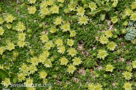 Photo: Minuartia sedoides. Whole plant (habiti).