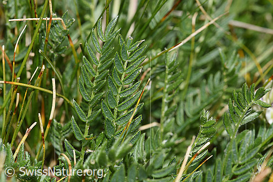 Foto: Alpen-Spitzkiel (Oxytropis campestris). Blätter.