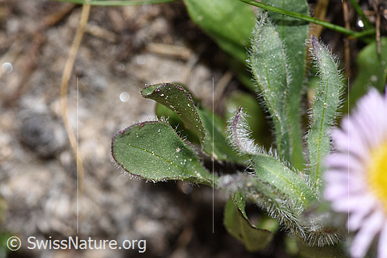 Foto: Einköpfiges Berufkraut (Erigeron uniflorus). Blätter.