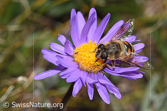 Foto: Mistbiene (Eristalis tenax) auf Alpen-Aster (Aster alpinus). Ansicht von seitlich vorne oben.