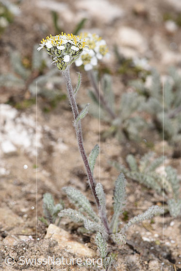 Foto: Zwerg-Schafgarbe (Achillea nana). Ganze Pflanze (Habitus).