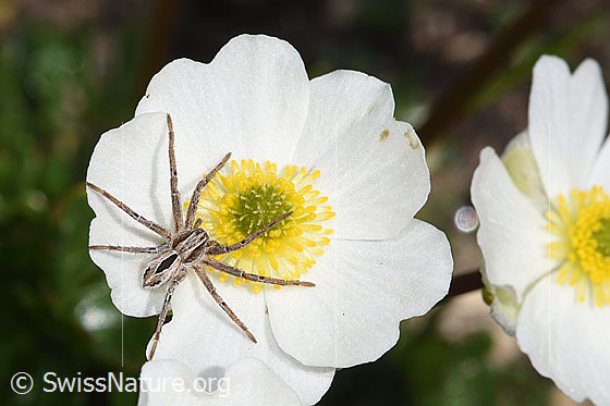 Foto: Thanatus coloradensis (Laufspinne) auf Alpen-Hahnenfuss (Ranunculus alpestris). Ansicht von oben. Die Spinne lauert auf der Blüte auf Beute.