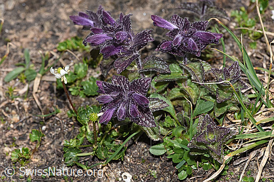 Foto: Alpenhelm (Bartsia alpina). Ganze Pflanze (Habitus).