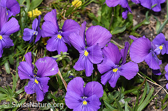 Photo: Viola calcarata. Blossoms. View from the front.