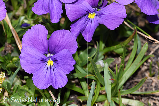 Foto: Langsporniges Stiefmütterchen (Viola calcarata). Blüte. Ansicht von vorne.