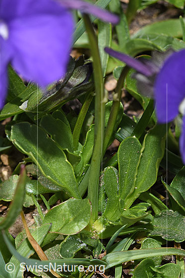 Foto: Langsporniges Stiefmütterchen (Viola calcarata). Stängel und Blätter.