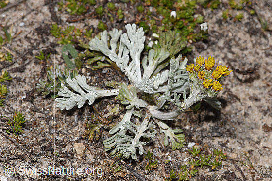 Foto: Graues Greiskraut (Senecio incanus). Ganze Pflanze (Habitus). Höhe: 6cm.