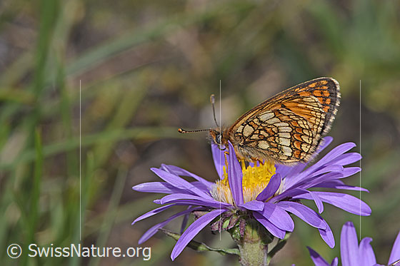 Foto: Wahrscheinlich Wachtelweizen-Scheckenfalter (Melitaea athalia) auf Alpen-Aster (Aster alpinus). Flügel geschlossen. Ansicht von der Seite.