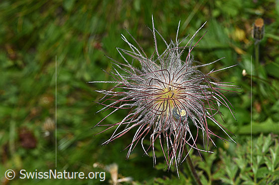 Photo: Pulsatilla alpina ssp. Apiifolia. Faded blossom.