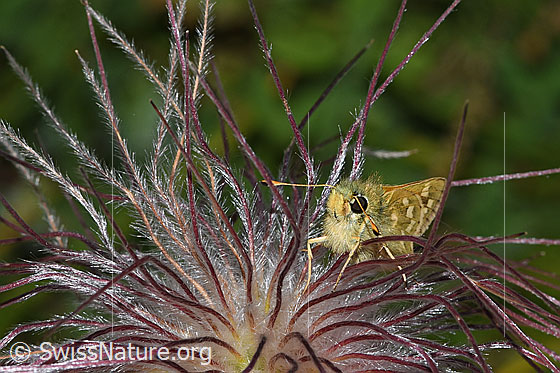Photo: Hesperia comma on faded Pulsatilla alpina ssp. apiifolia. View from side front.