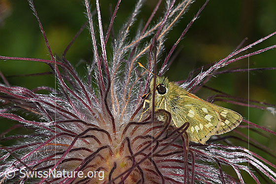 Foto: Weissfleckiger Kommafalter (Hesperia comma) auf verblühter Schwefel-Anemone (Pulsatilla alpina ssp. apiifolia). Ansicht von der Seite.