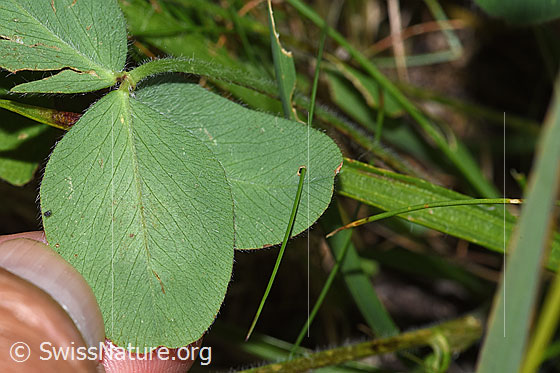 Photo: Trifolium pratense ssp. nivale. Leaf underside.