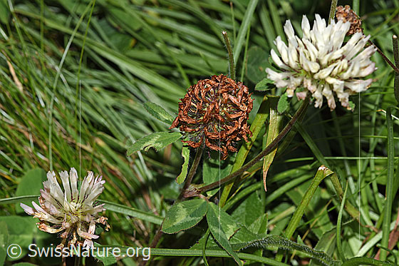 Photo: Trifolium pratense ssp. nivale. Blossoms. Blooming and faded.