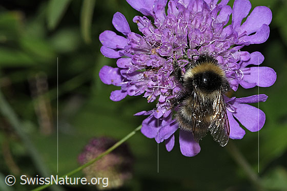 Photo: Probably Bombus pyrenaeus on Scabiosa lucida. Length 9 - 20mm. View from above.