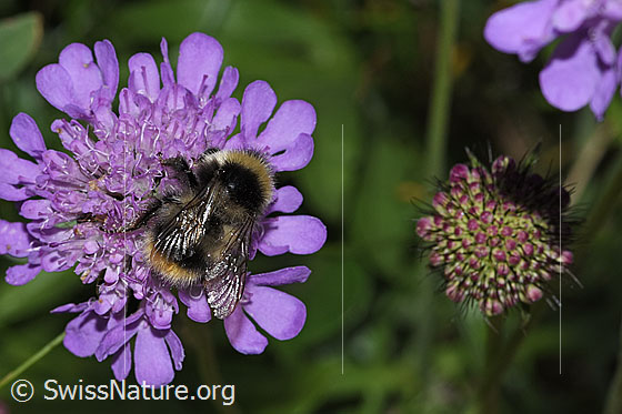 Photo: Probably Bombus pyrenaeus on Scabiosa lucida. Length 9 - 20mm. View from top rear.